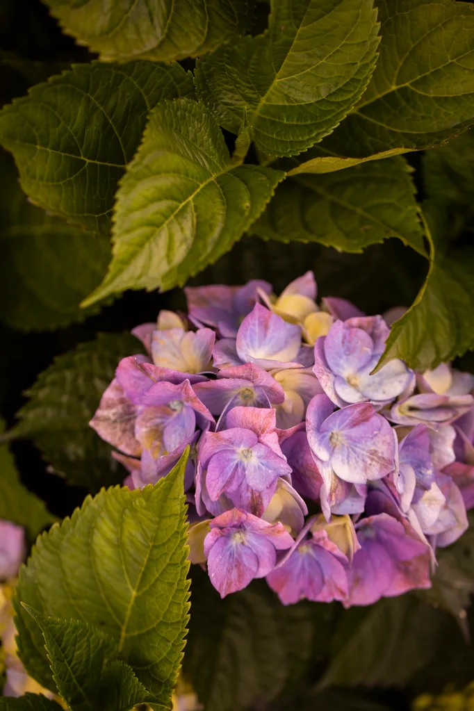 A close up of purple hydrangea