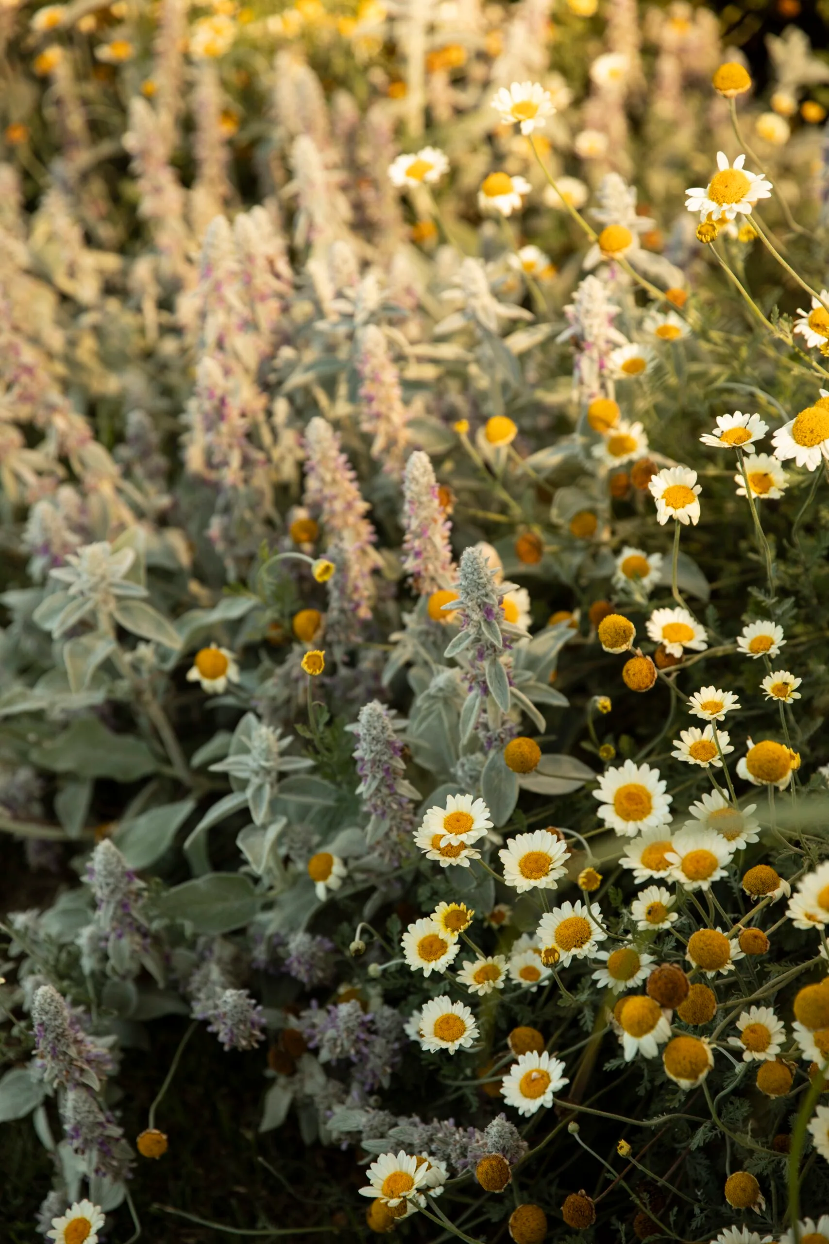 Daisies and lavender