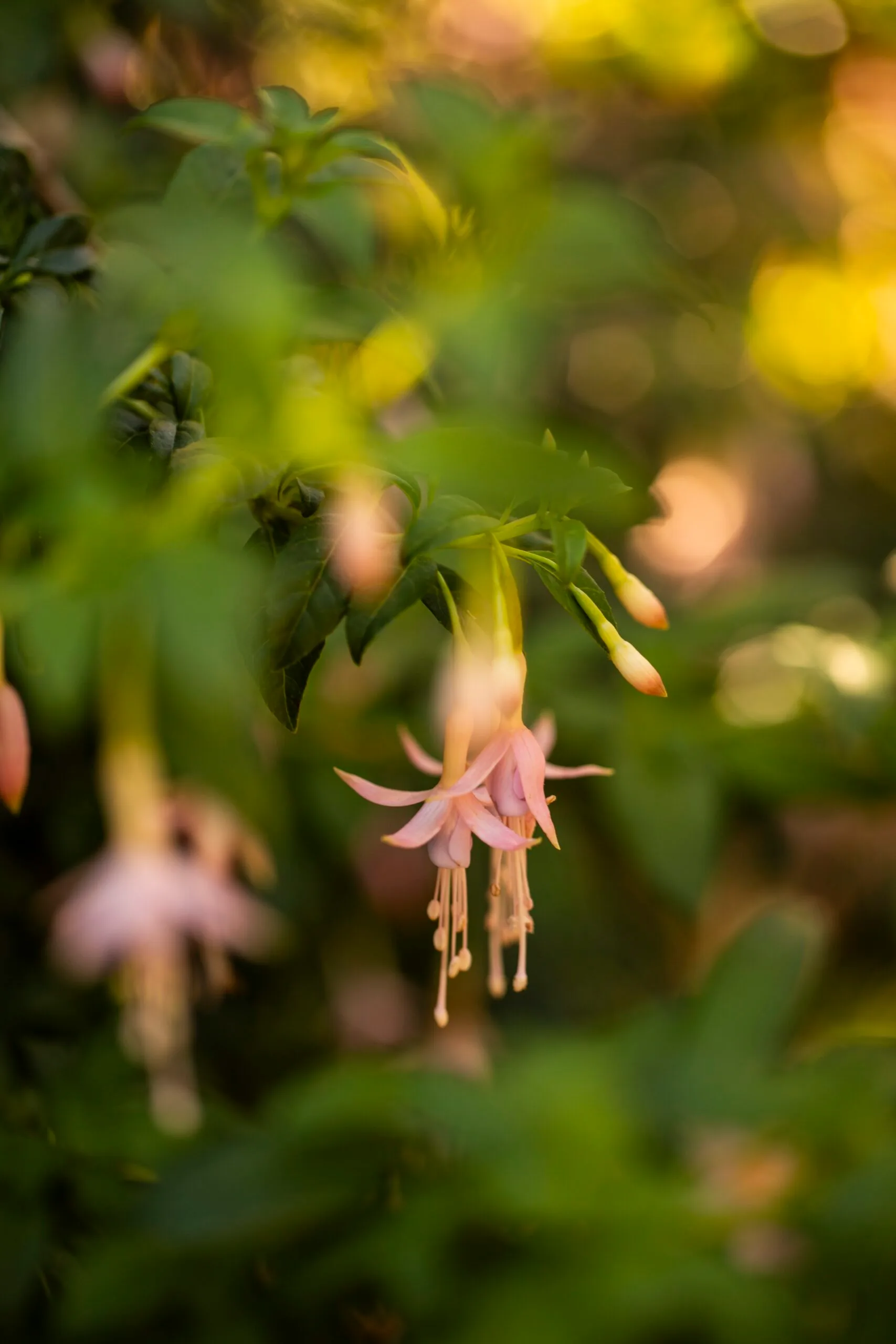 Maiden’s Blush fuchsia