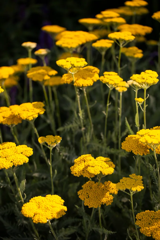Achillea ‘Coronation Gold'
