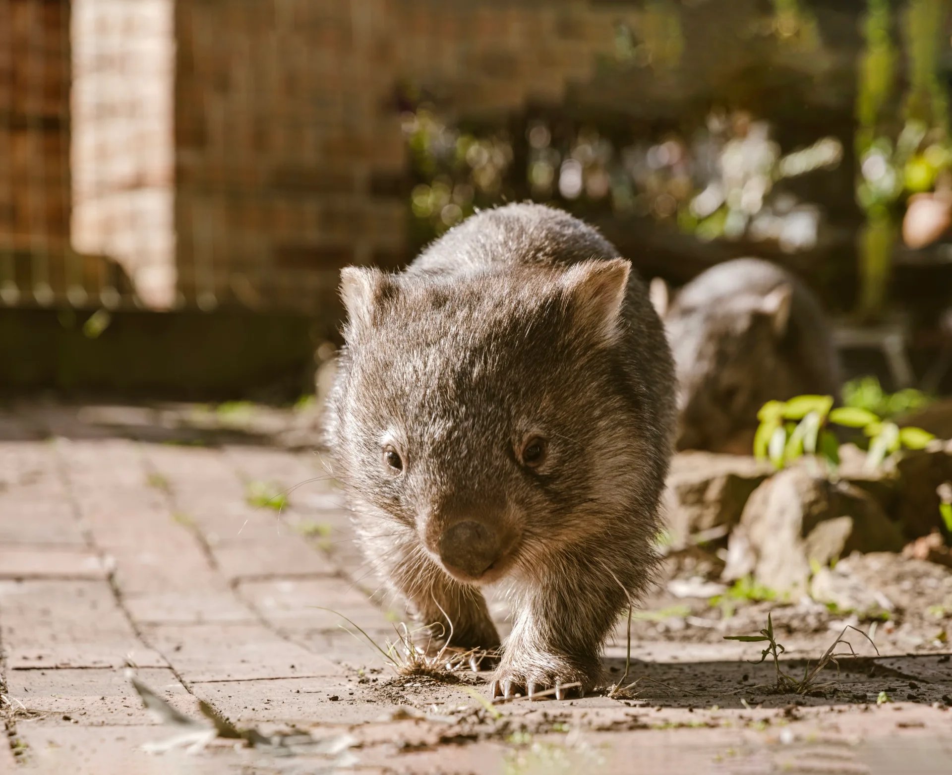 A wombat walking in a garden