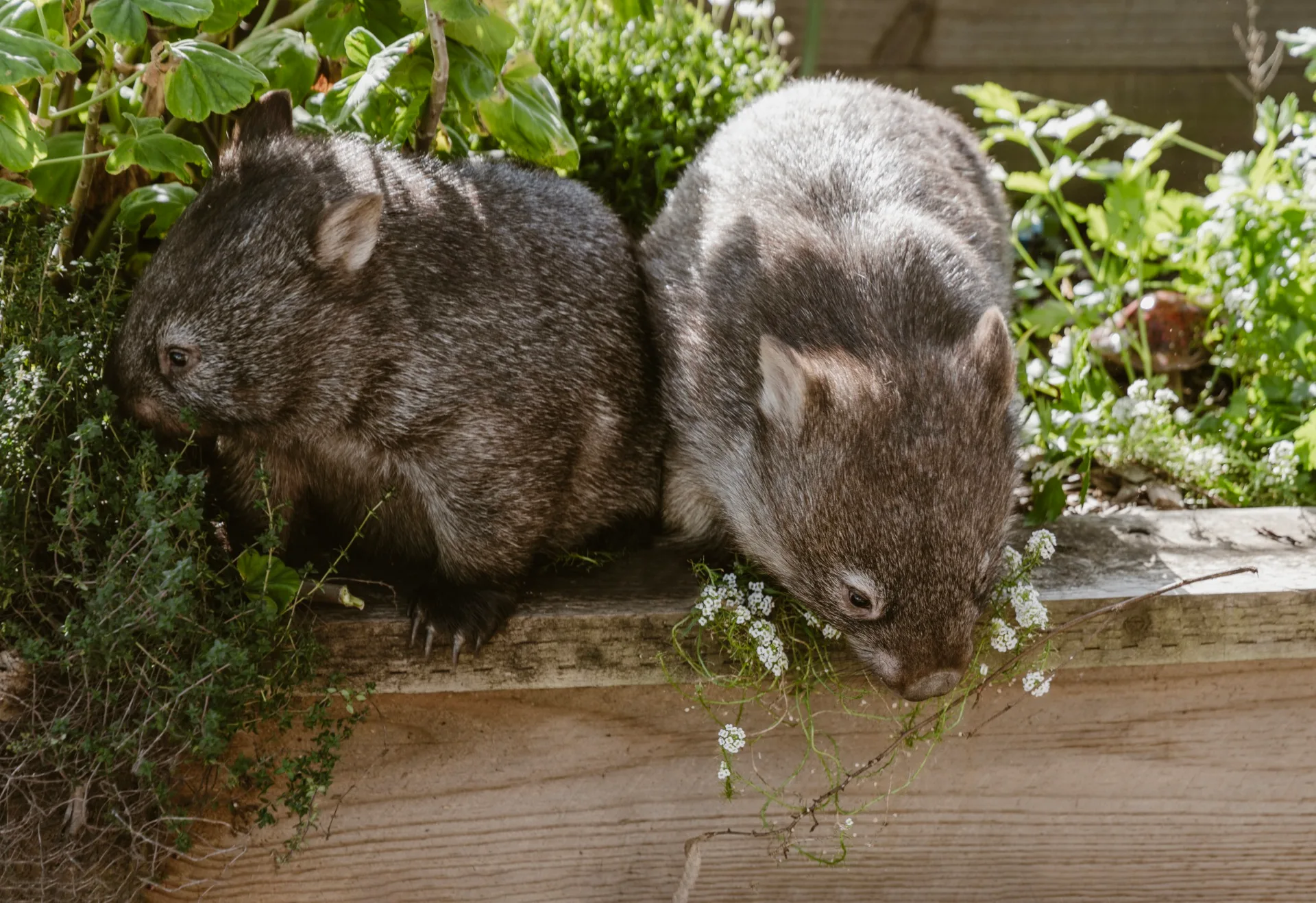 Two wombats in a garden bed