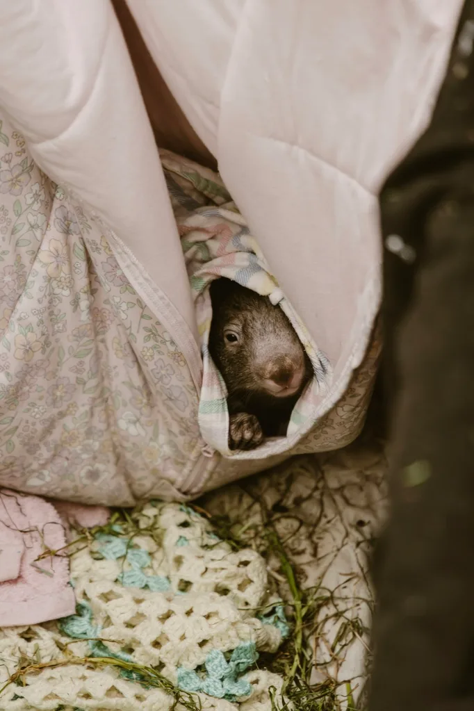 A wombat poking its head out of a blanket