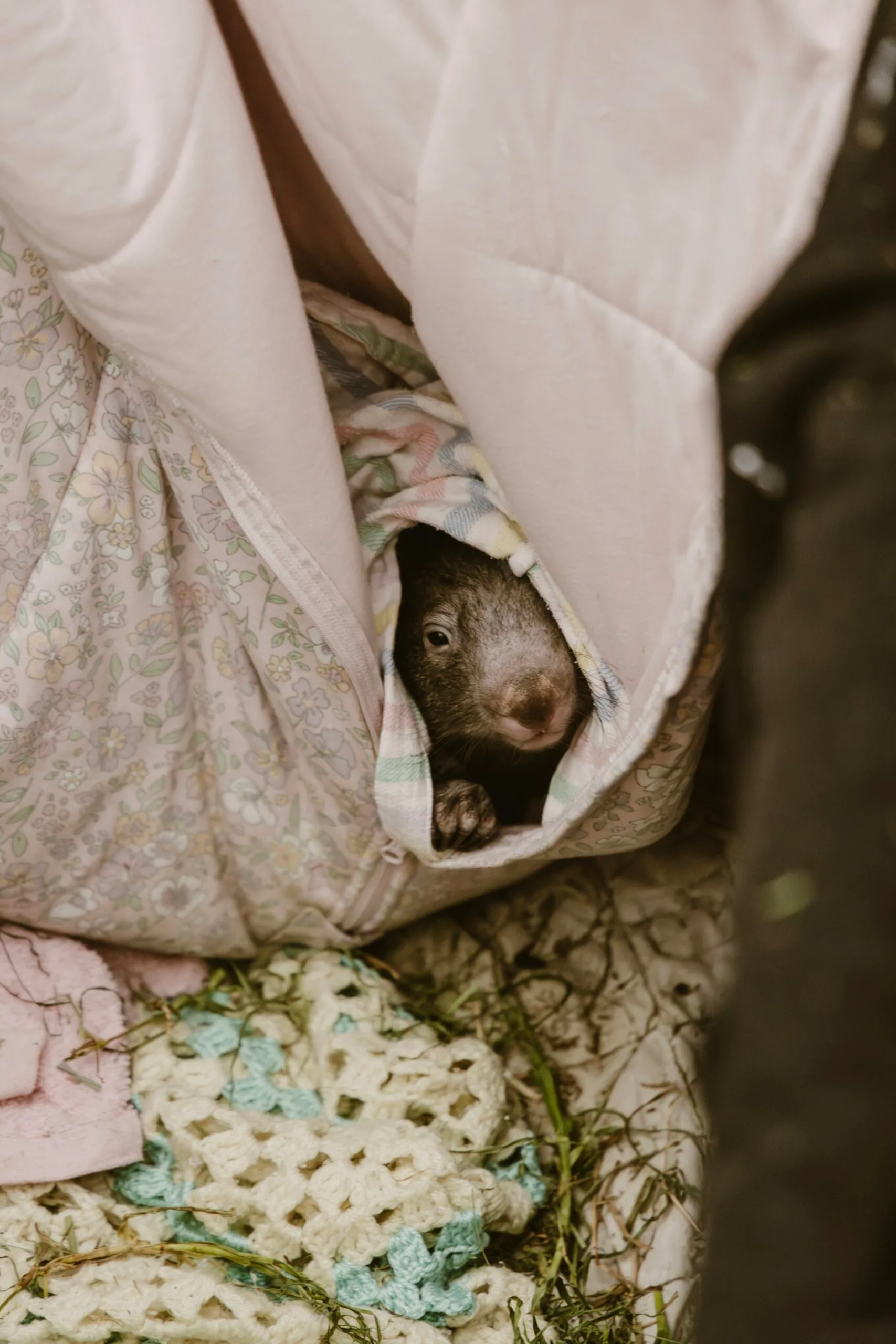 A wombat poking its head out of a blanket