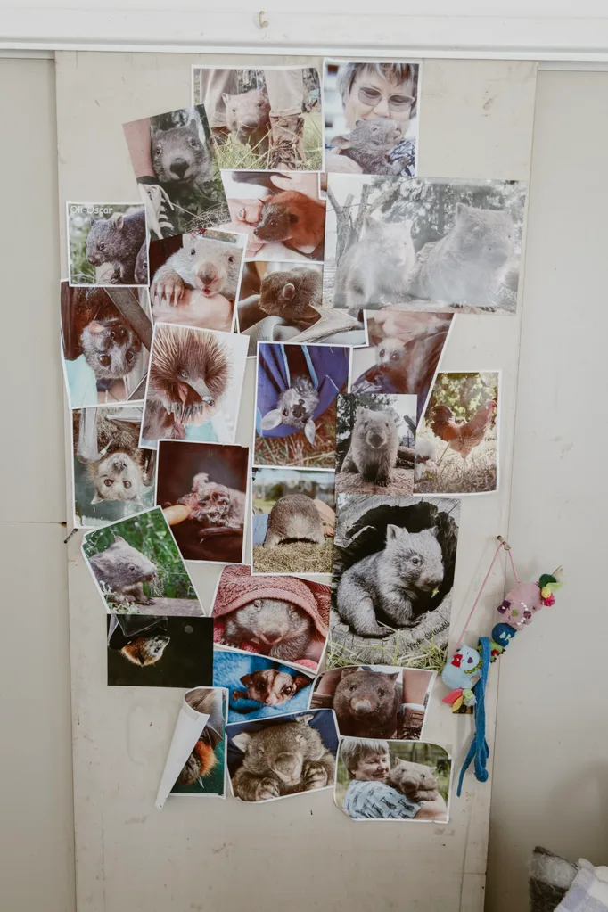 A fridge covered in wombat, echidna and bat photos