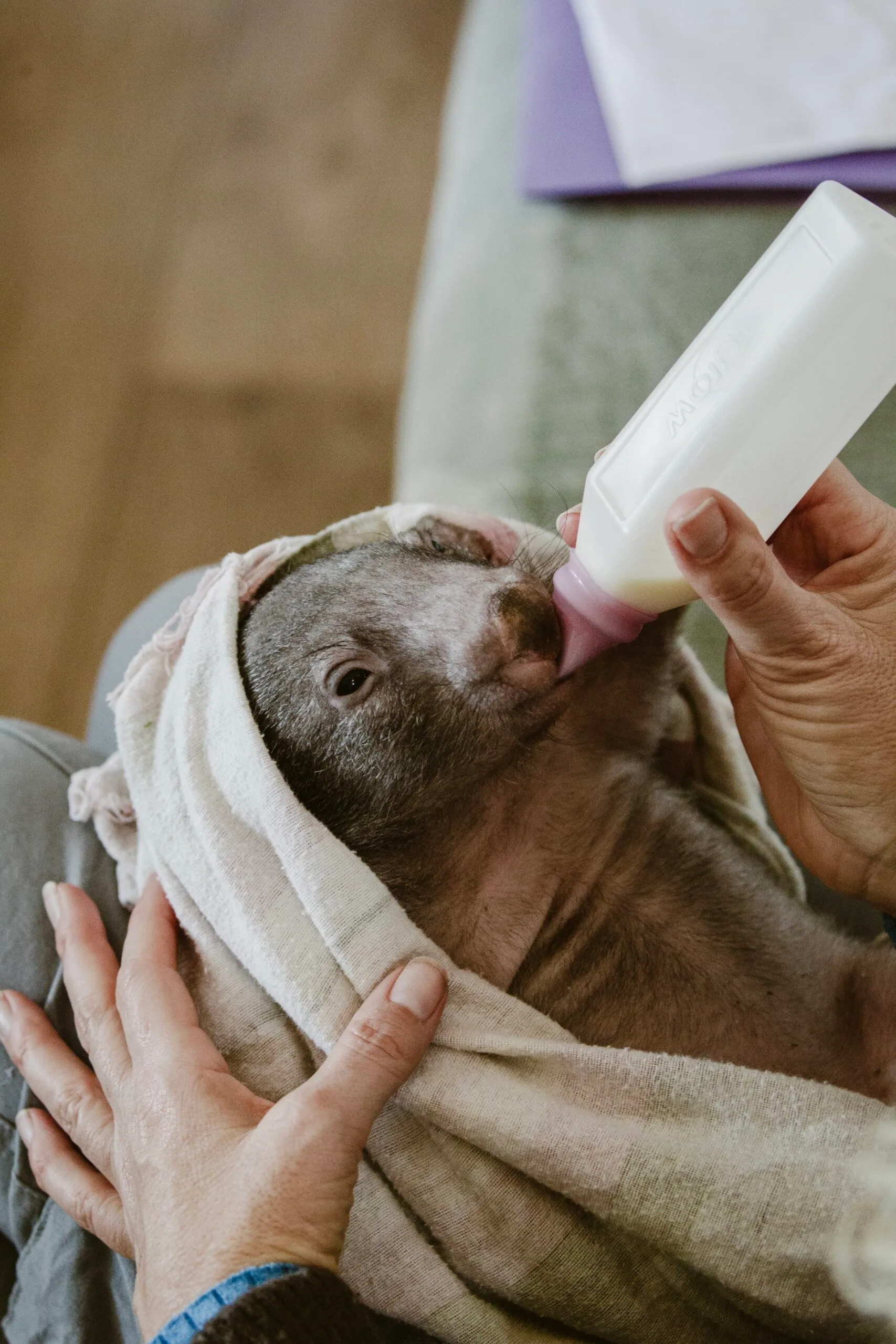 A wombat being bottle fed