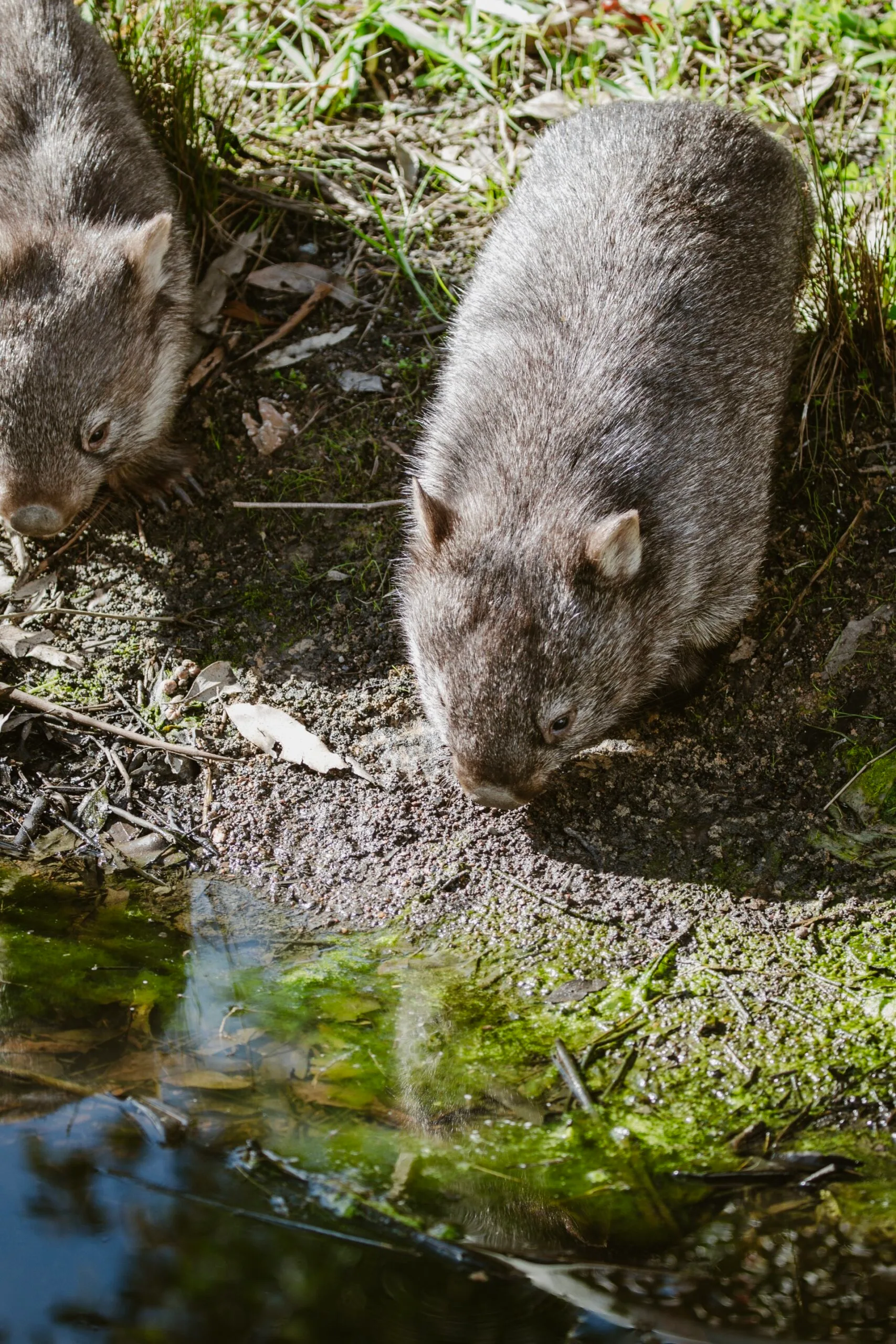 Two wombats by a dam