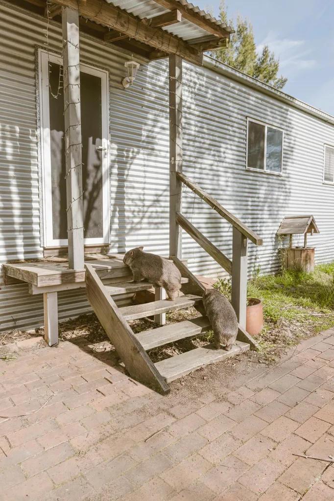 Two wombats climbing some stairs