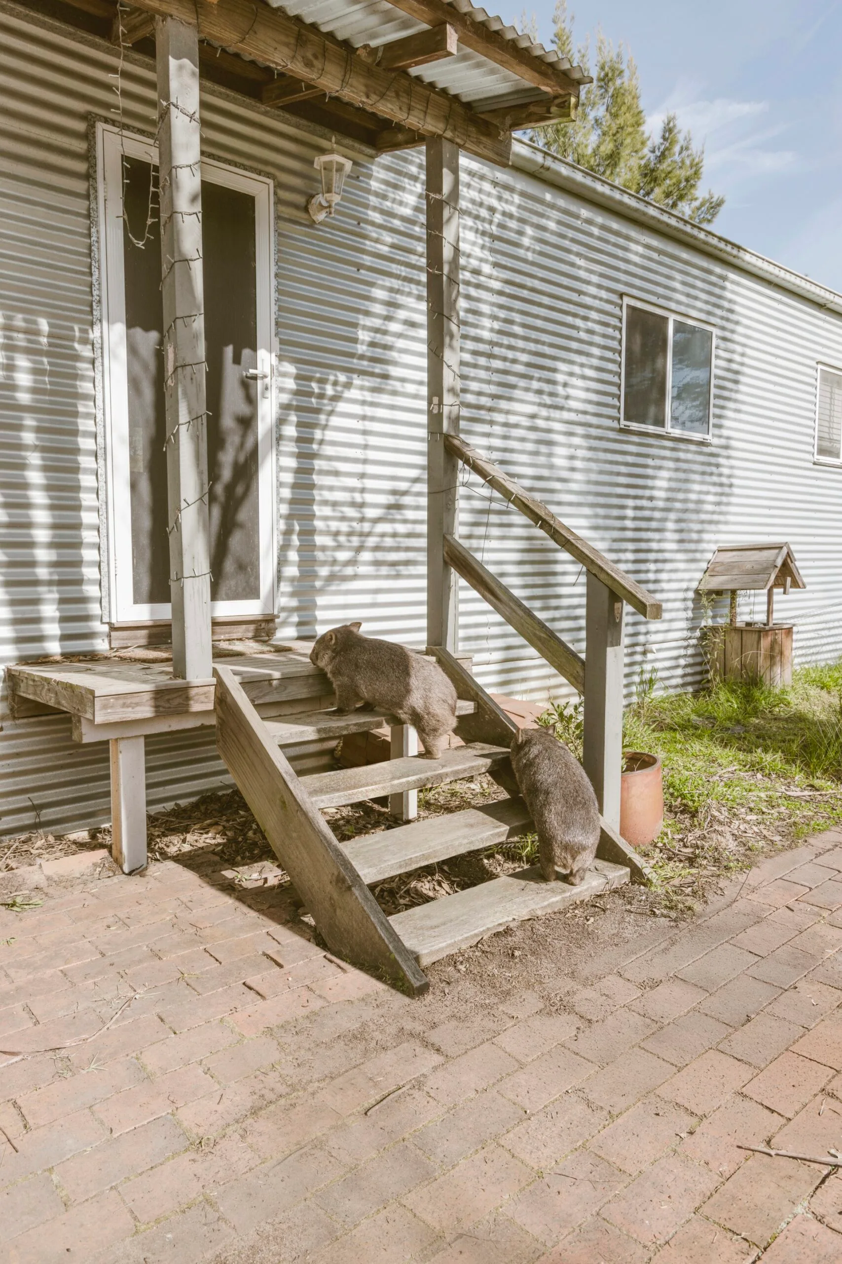 Two wombats climbing some stairs