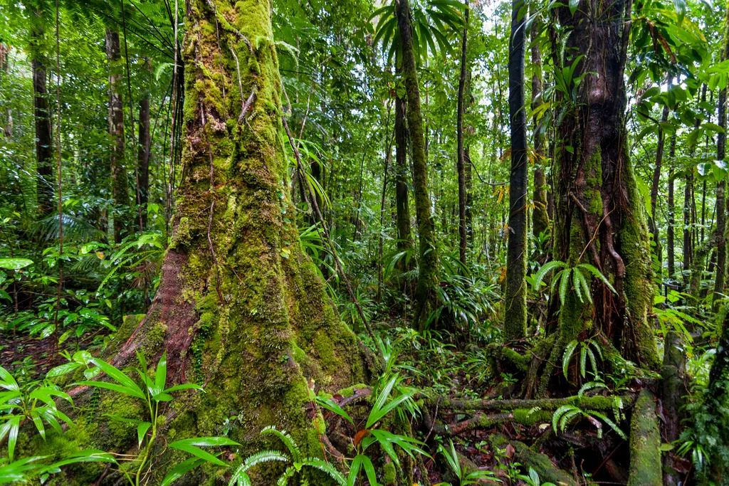 Lush Australian rainforest