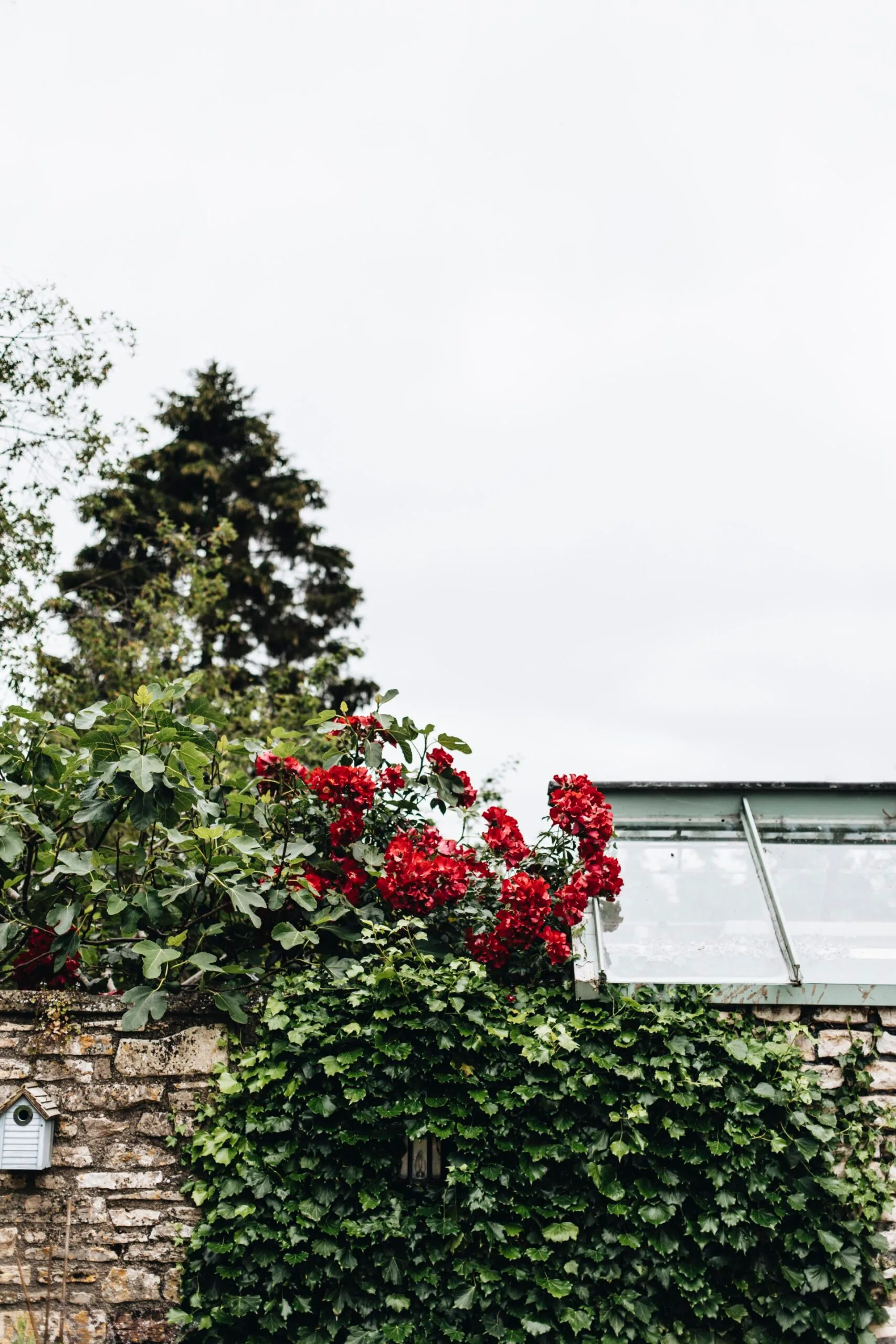 Red flowers blooming over a stone wall