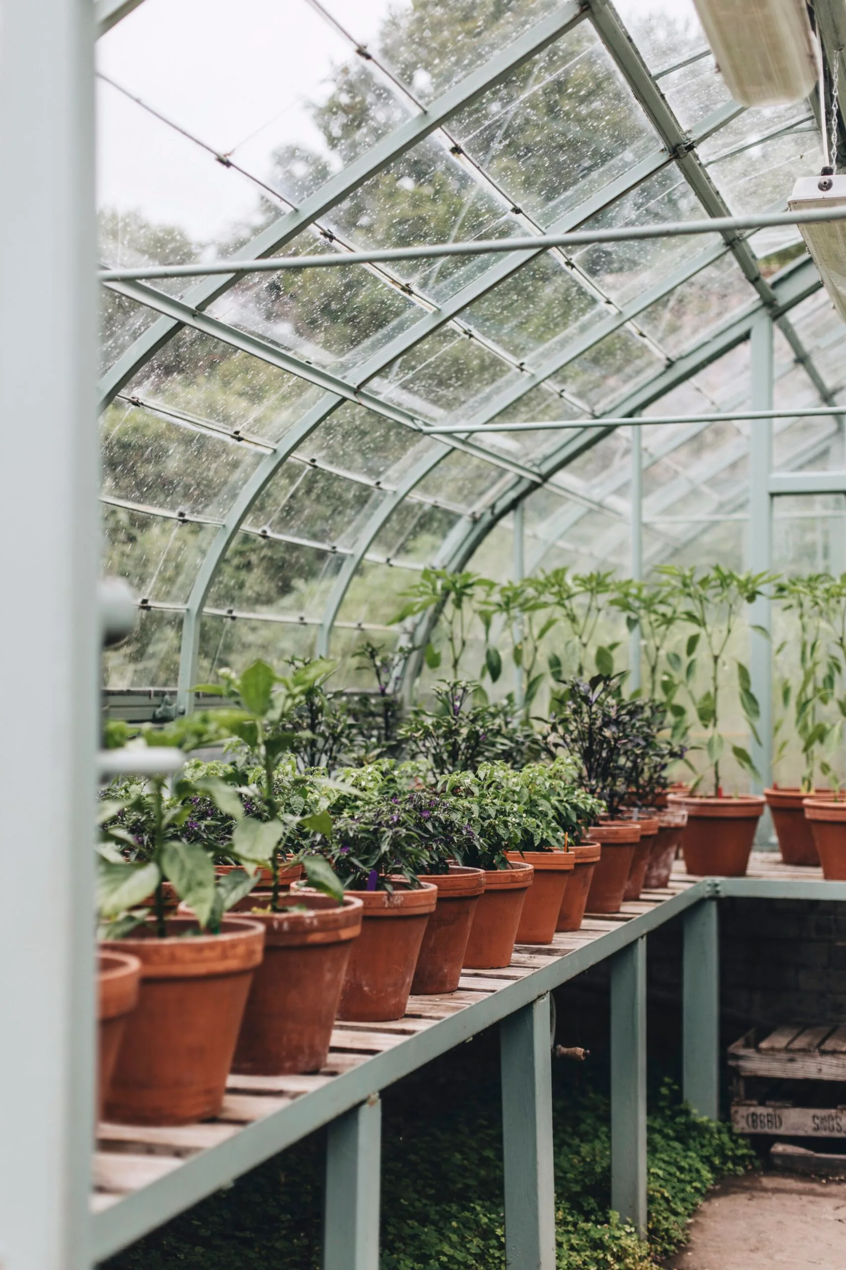 Terracotta pots inside a greenhouse