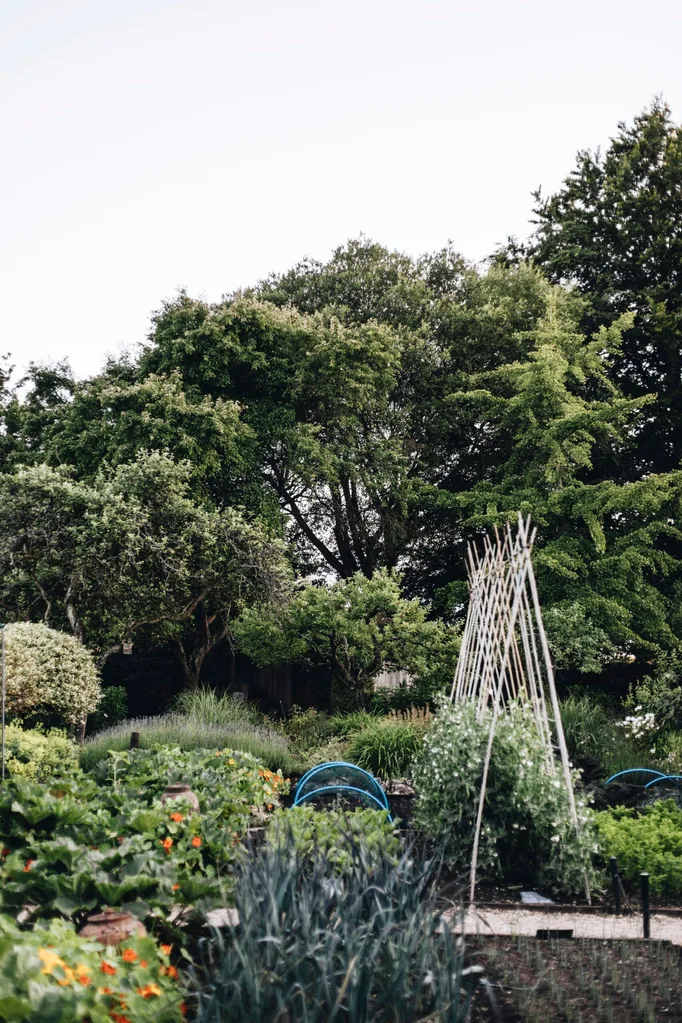 A kitchen garden surrounded by trees