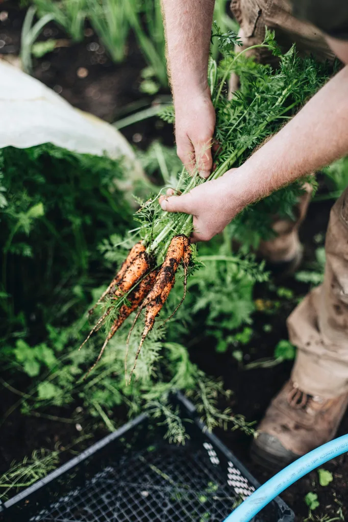 Hands pulling out carrots from the garden