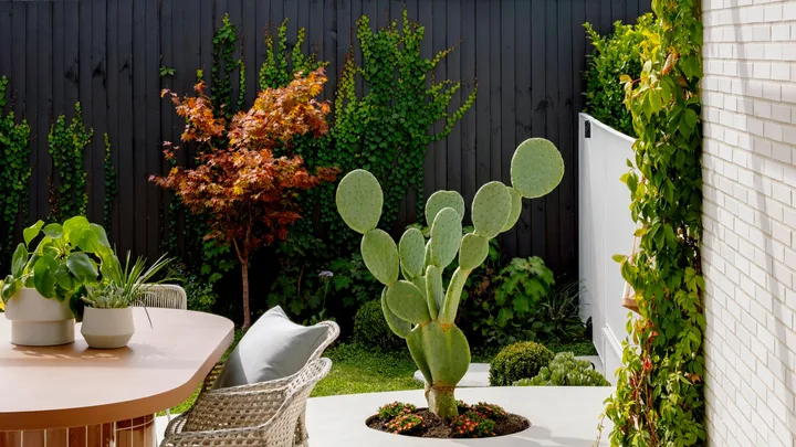 Cactus in garden