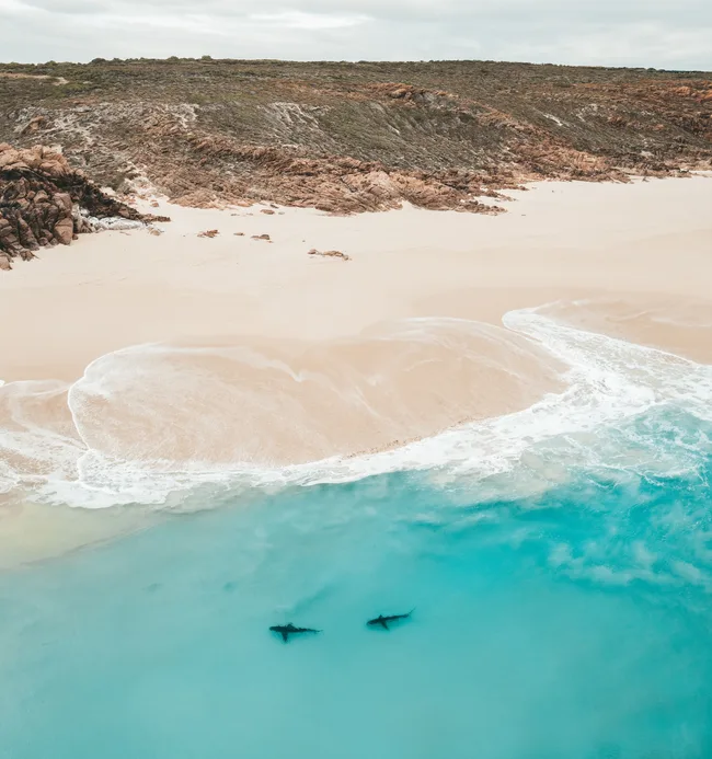 Aerial view of Bronze whaler sharks near shore in Australia Monkey Mia, Shark Bay