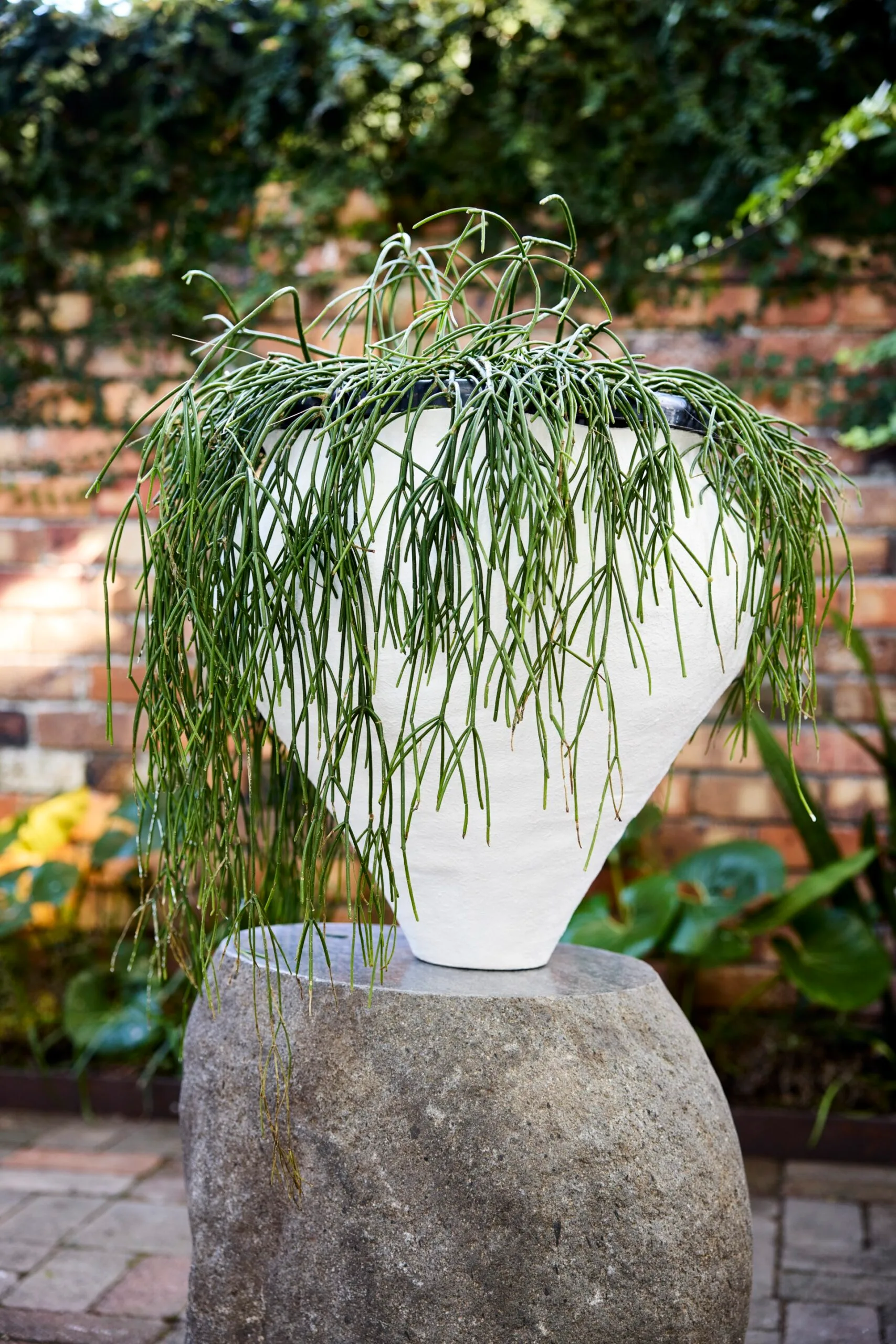 Pot plant