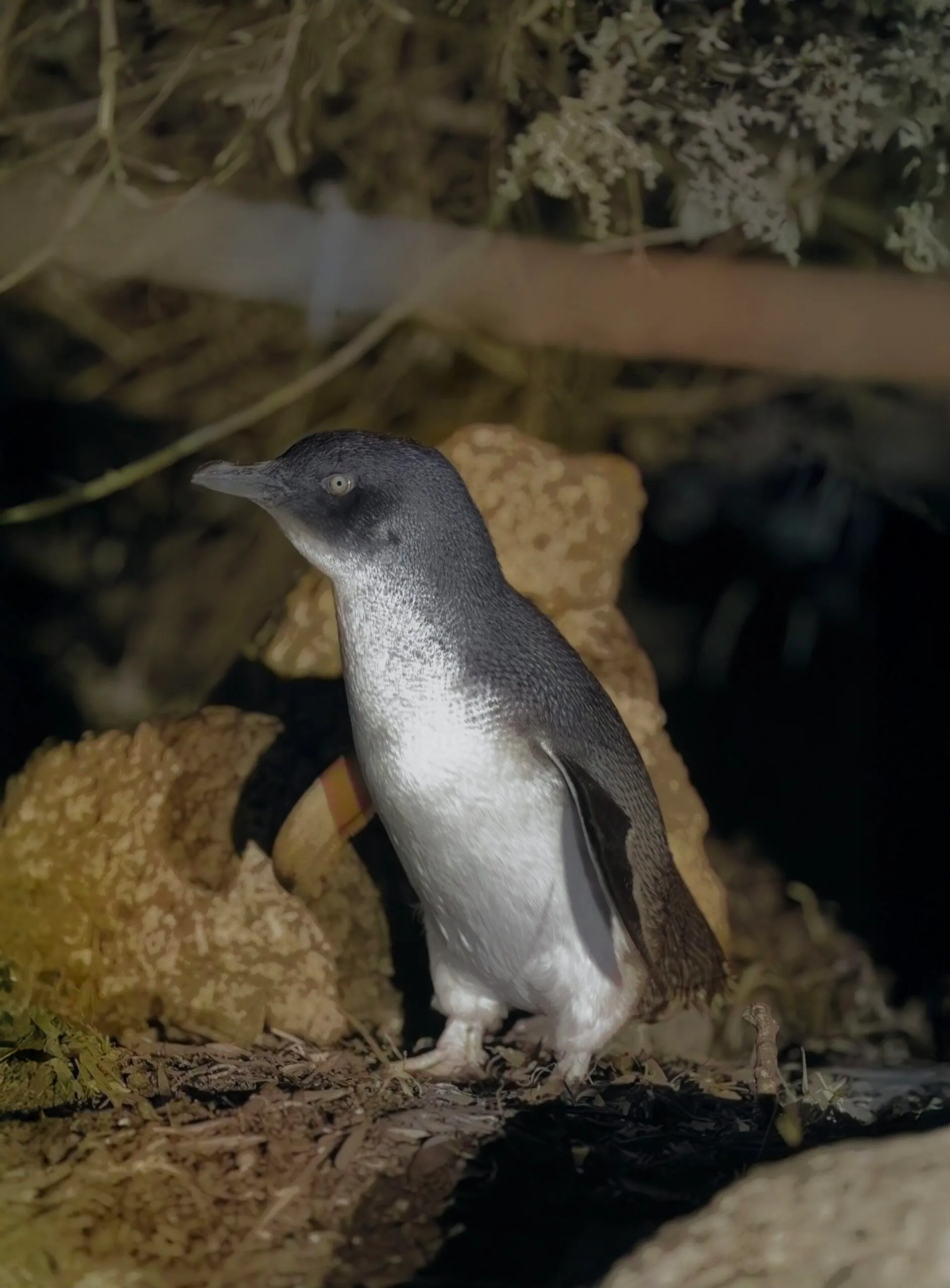 A penguin