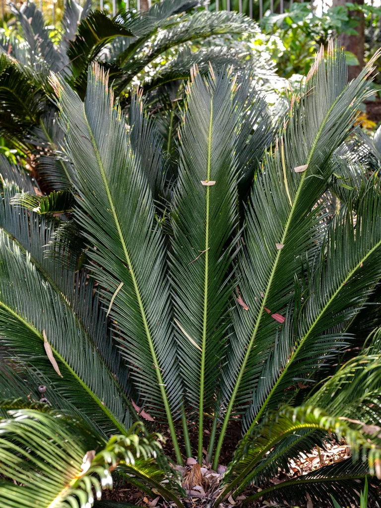 Australian garden