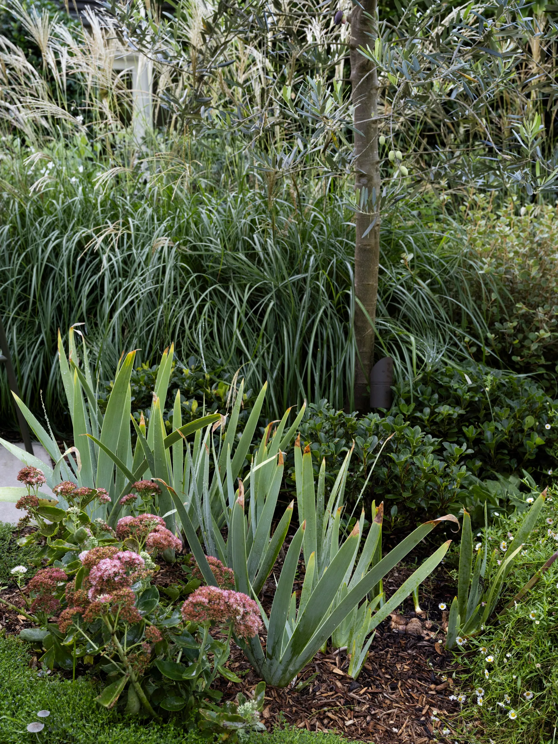Garden plantings
