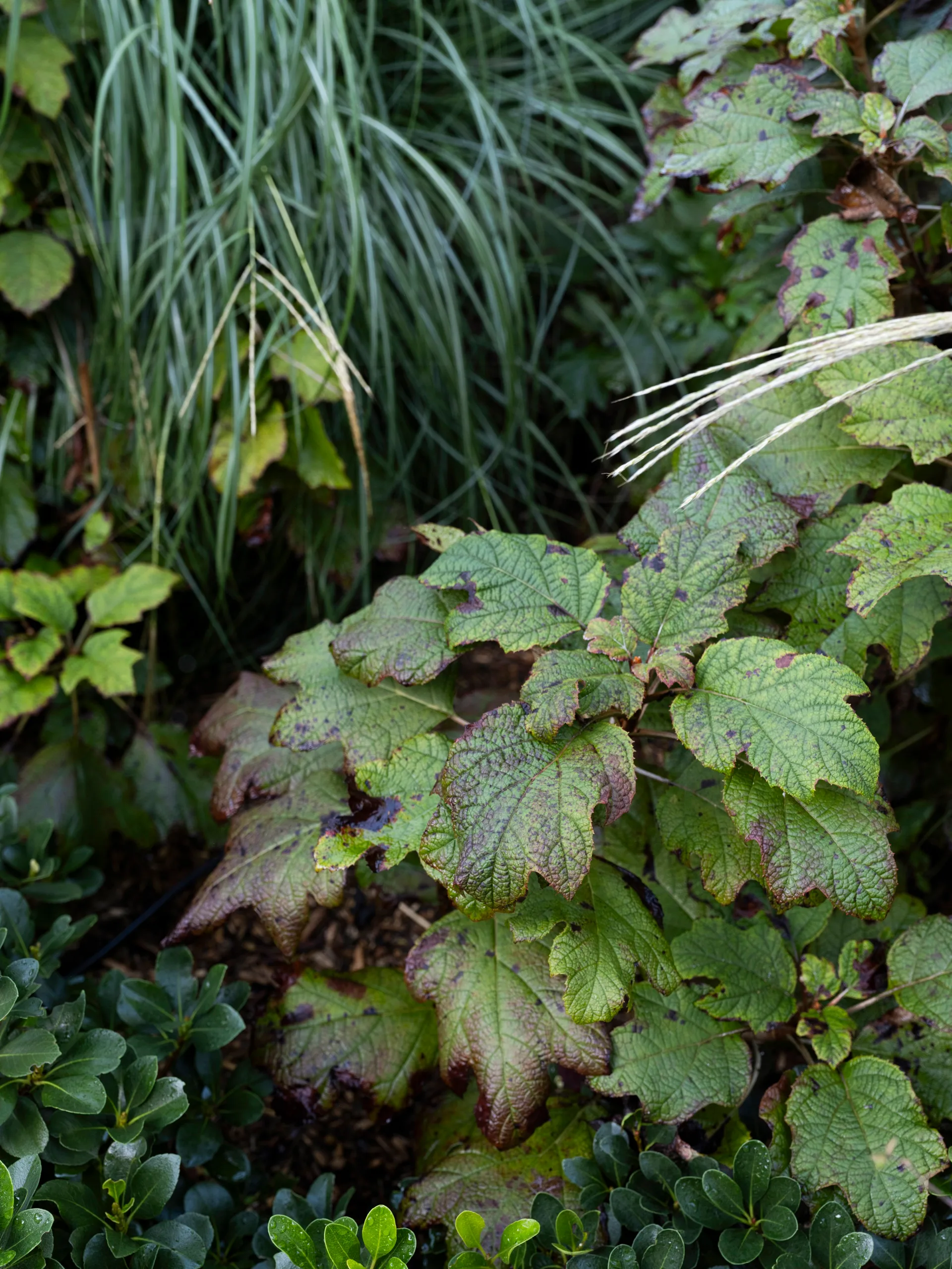 Lush garden