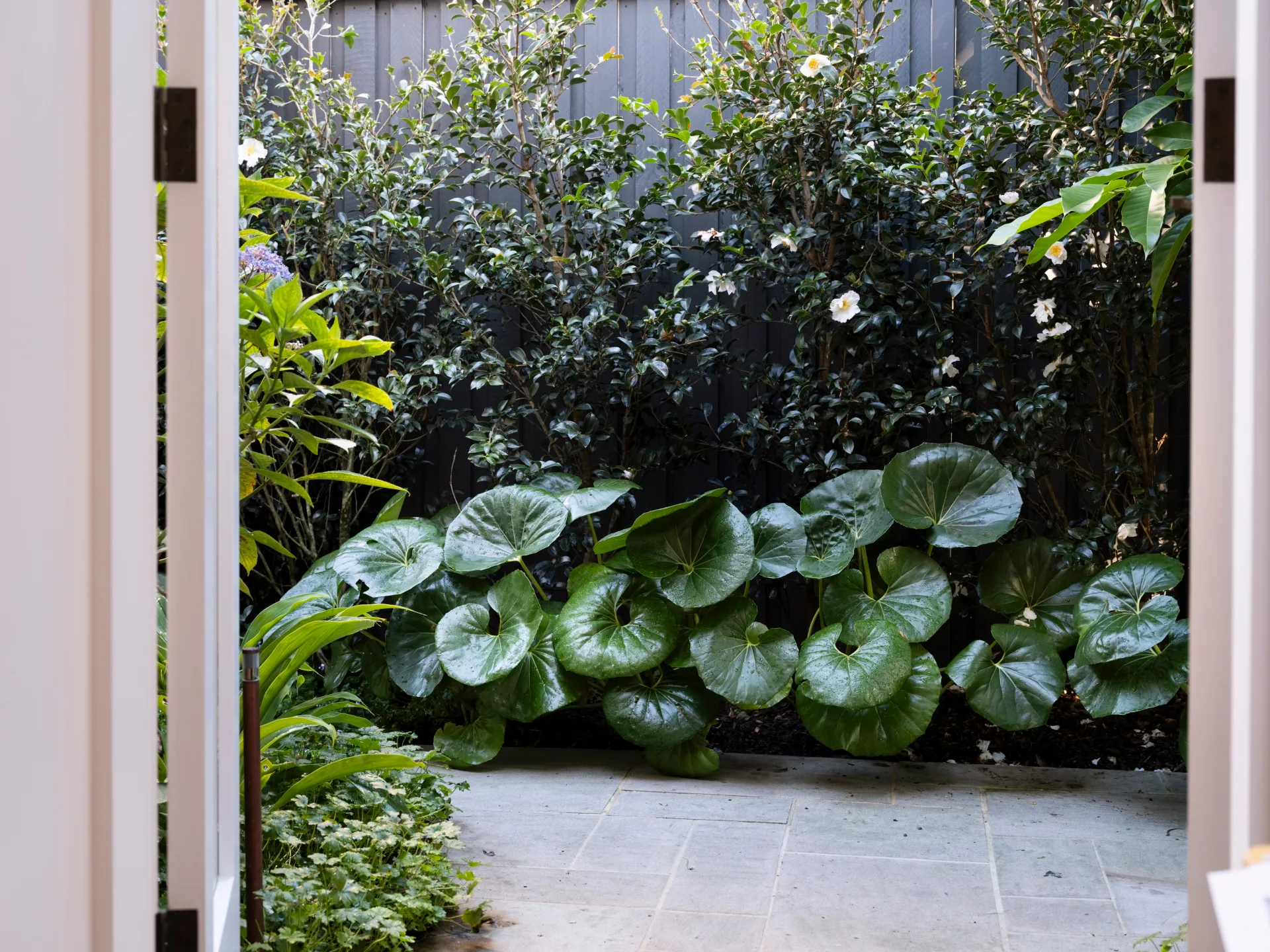 Leafy garden