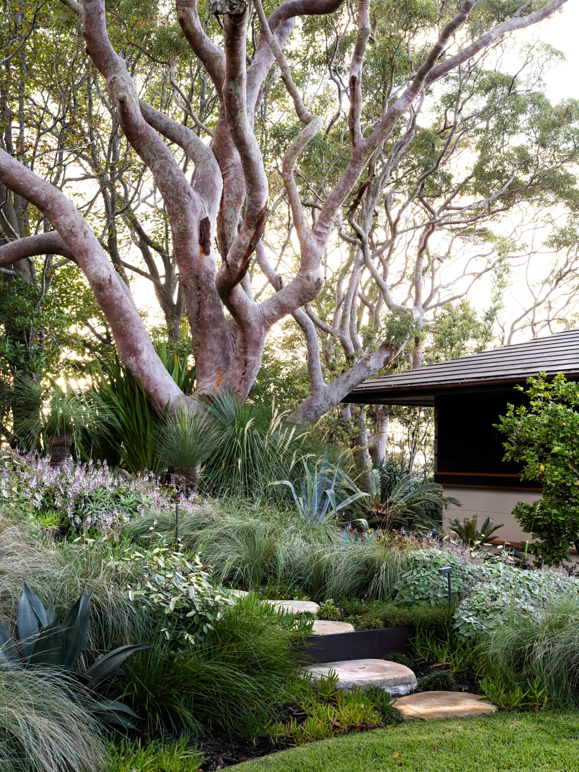 Garden path and tree
