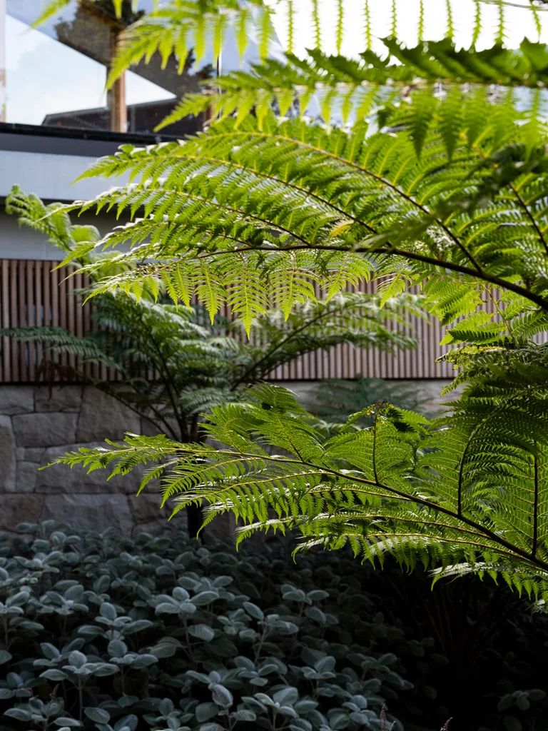 Fern plants