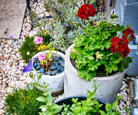 Warm welcome: H&G Small Garden Of The Year winner