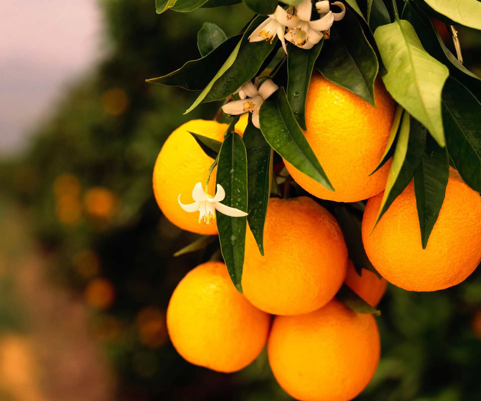 Orange tree with fruit and flowers