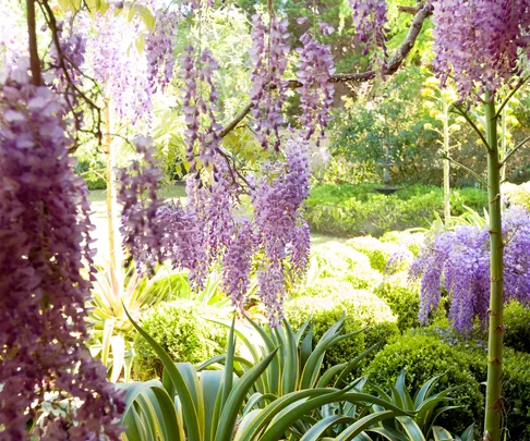 Climbing Wisteria