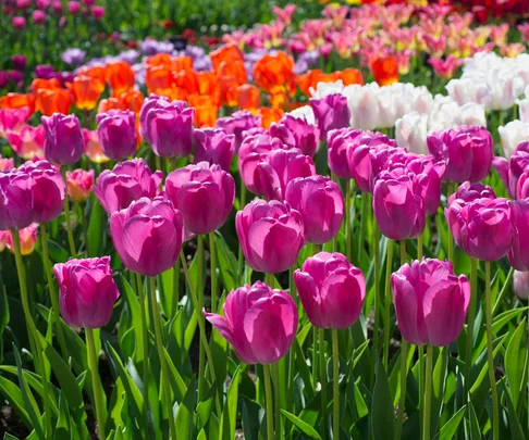 spring flowering bulbs