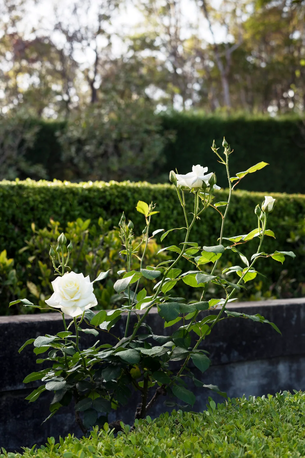 Rose garden ideas: From design to long-term maintenance