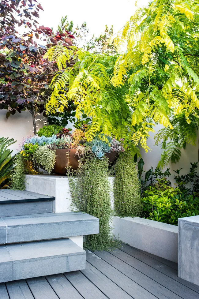 A small garden with built-in garden beds to provide sculptural greenery