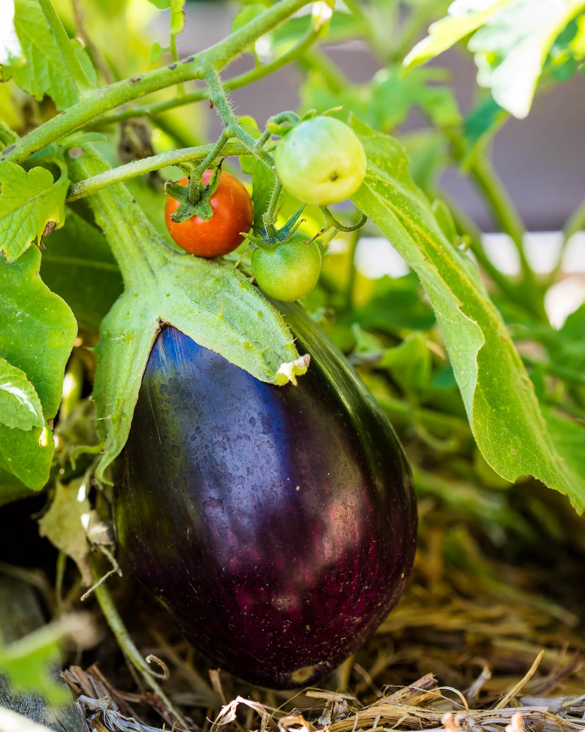 An eggplant and tomato plant in a vegie patch