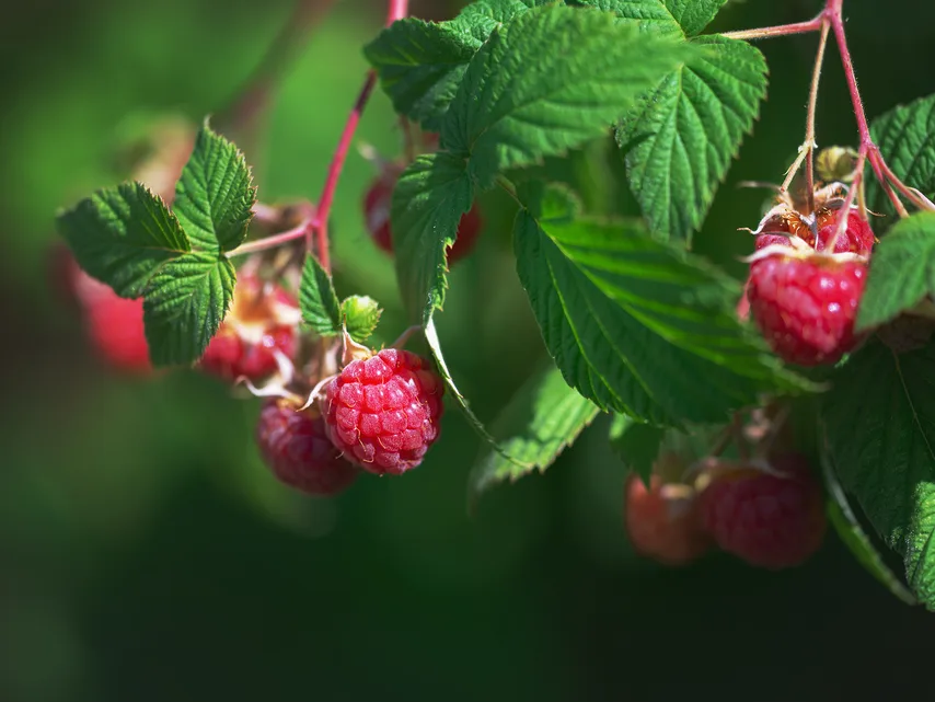 Identify Australia Raspberry How To Grow Raspberries in Australia | Homes To Love