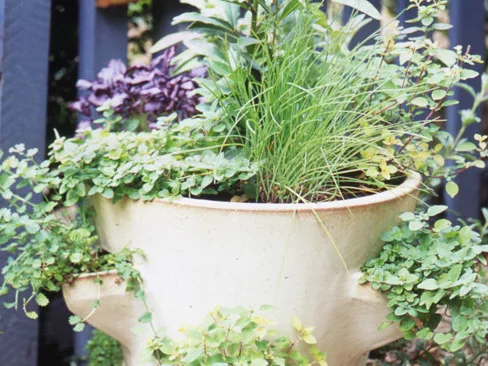 How to grow herbs