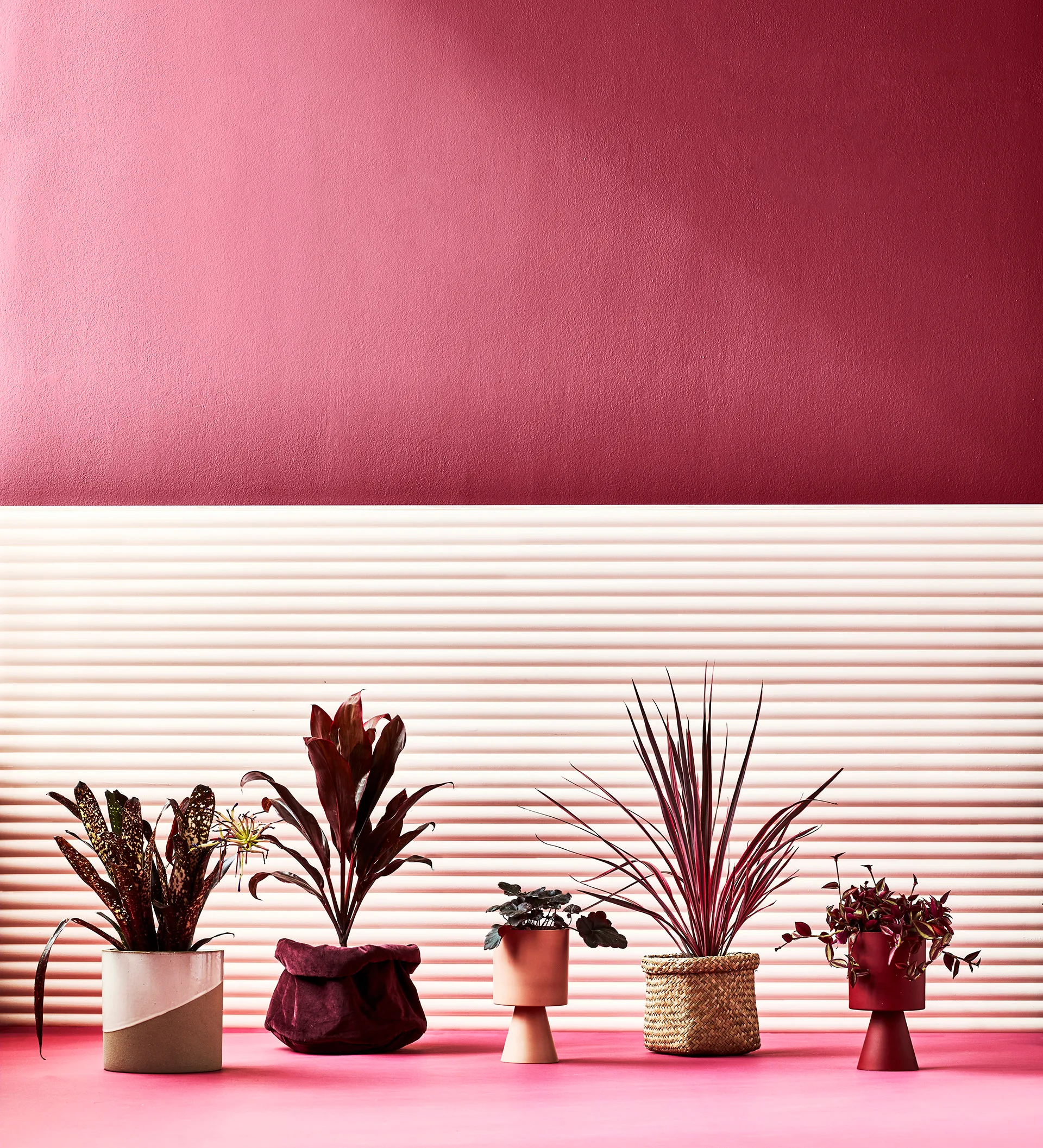 Colourful indoor plants are the new green