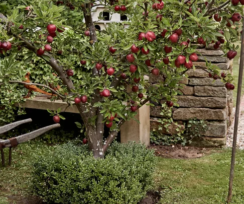 Fruit tree