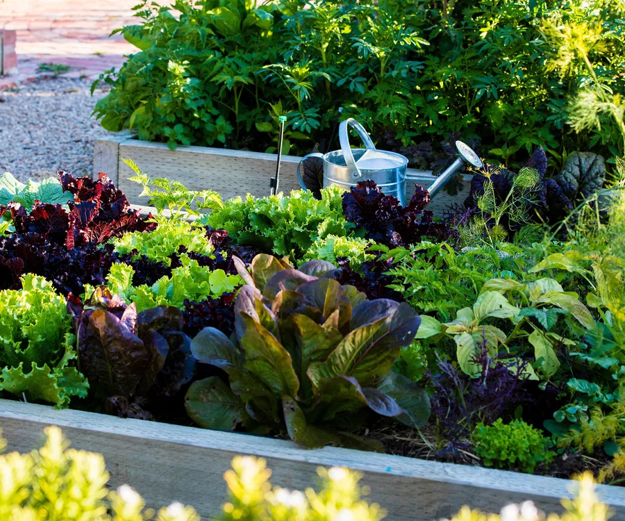 best summer plants and vegetables