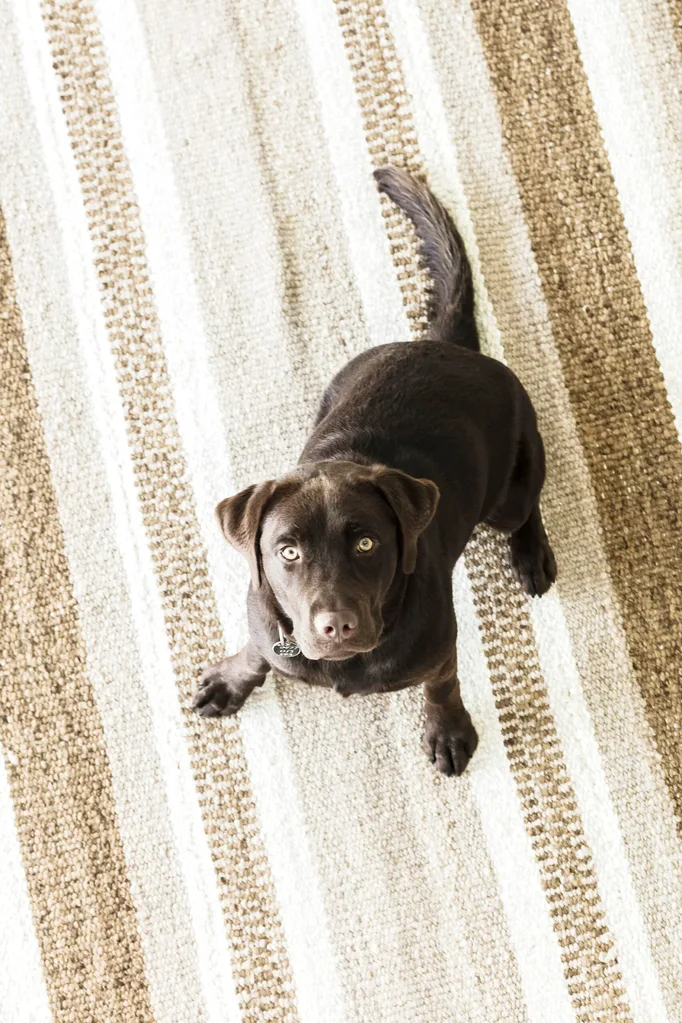 Poncho the chocolate Labrador