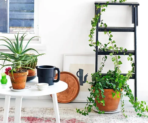 indoor plant ideas