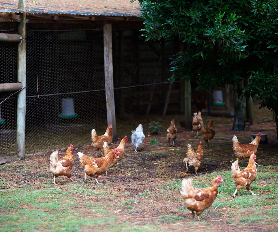 backyard chickens