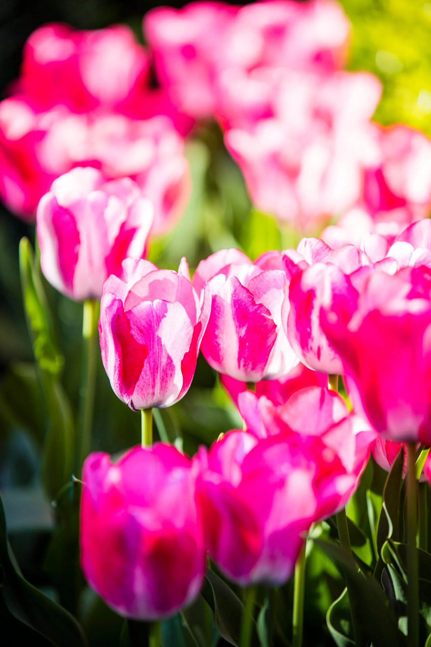 How To Grow Tulips In Australia In Gardens And Pots