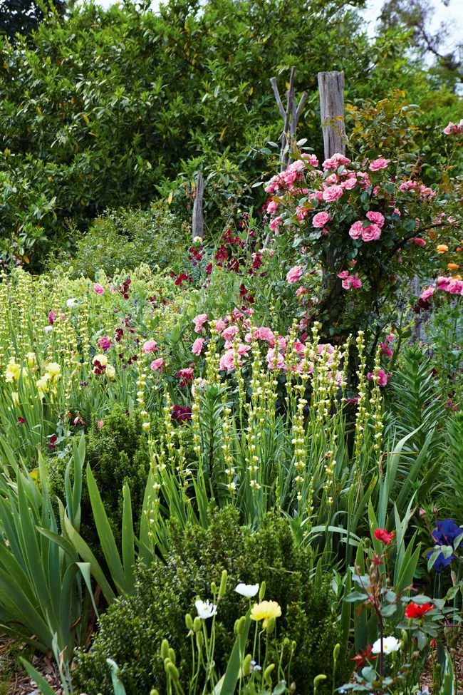 Lush garden with blooming pink roses, tall green plants, and various colorful flowers against dense green foliage.