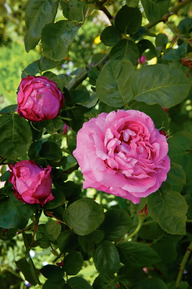 Pink rose in full bloom on a bush with green leaves and two pink rosebuds nearby.
