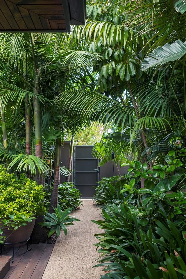 A tropical garden filled with palms, umbrella trees and ferns