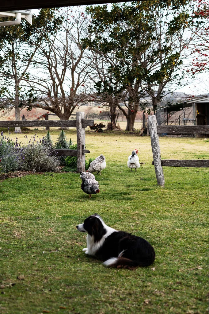 Border collie on farm
