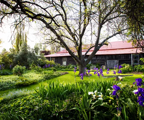 Green and purple country garden in Tasmania with ancient mulberry tree