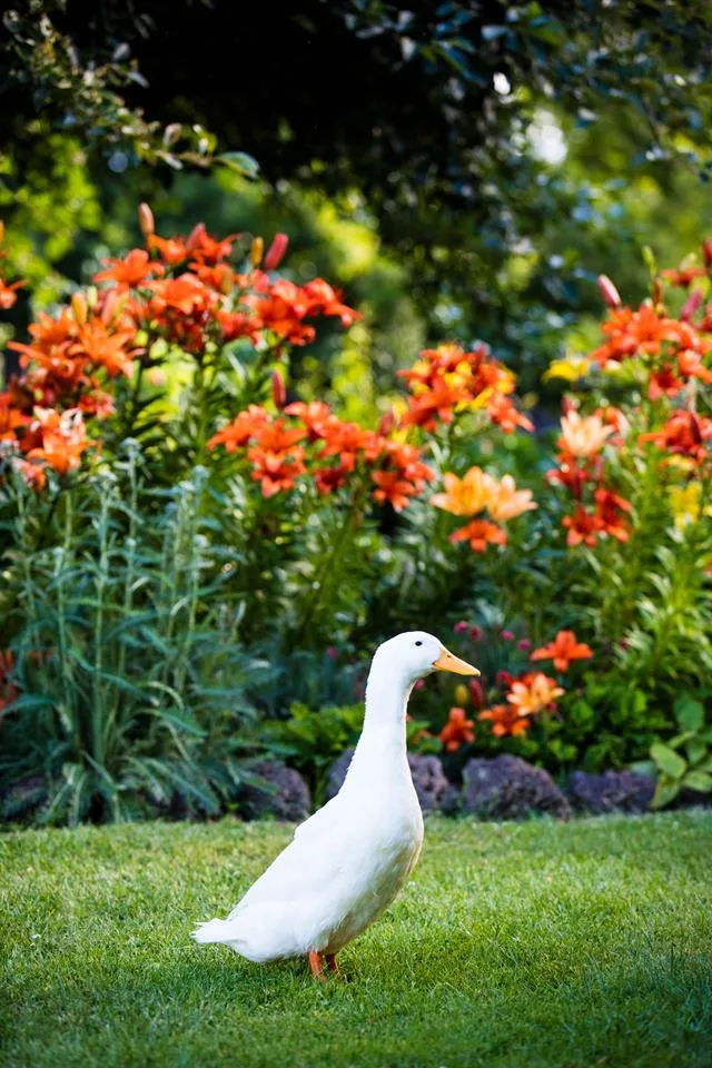 Ways To Save Water: 12 Tips To Keep Your Garden Alive
